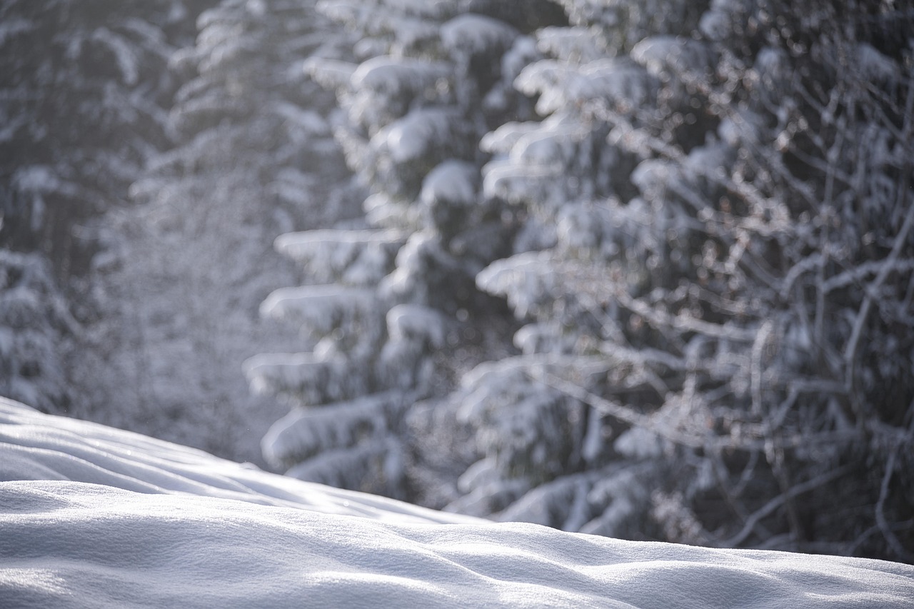 Snow, nature, winter — Building Kitchen Synergy Through Team Building in Milan